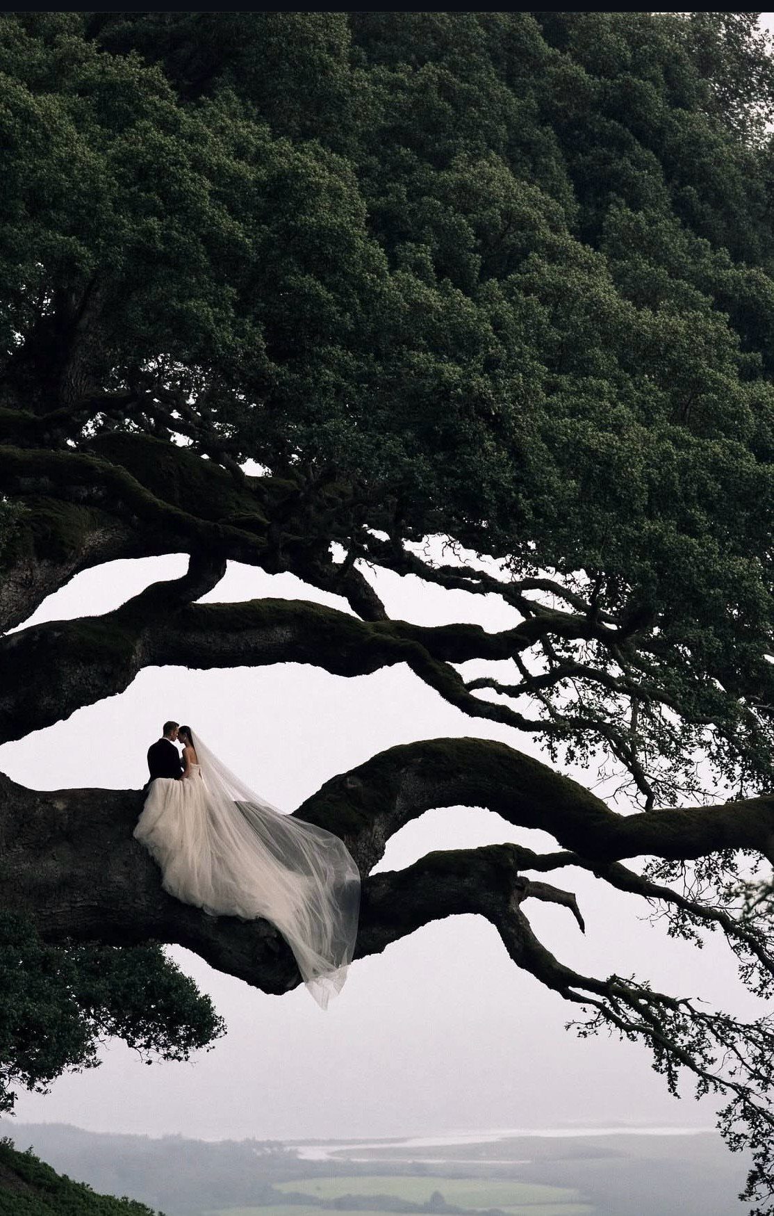 A bride and groom sitting on a large tree branch overlooking a misty landscape.