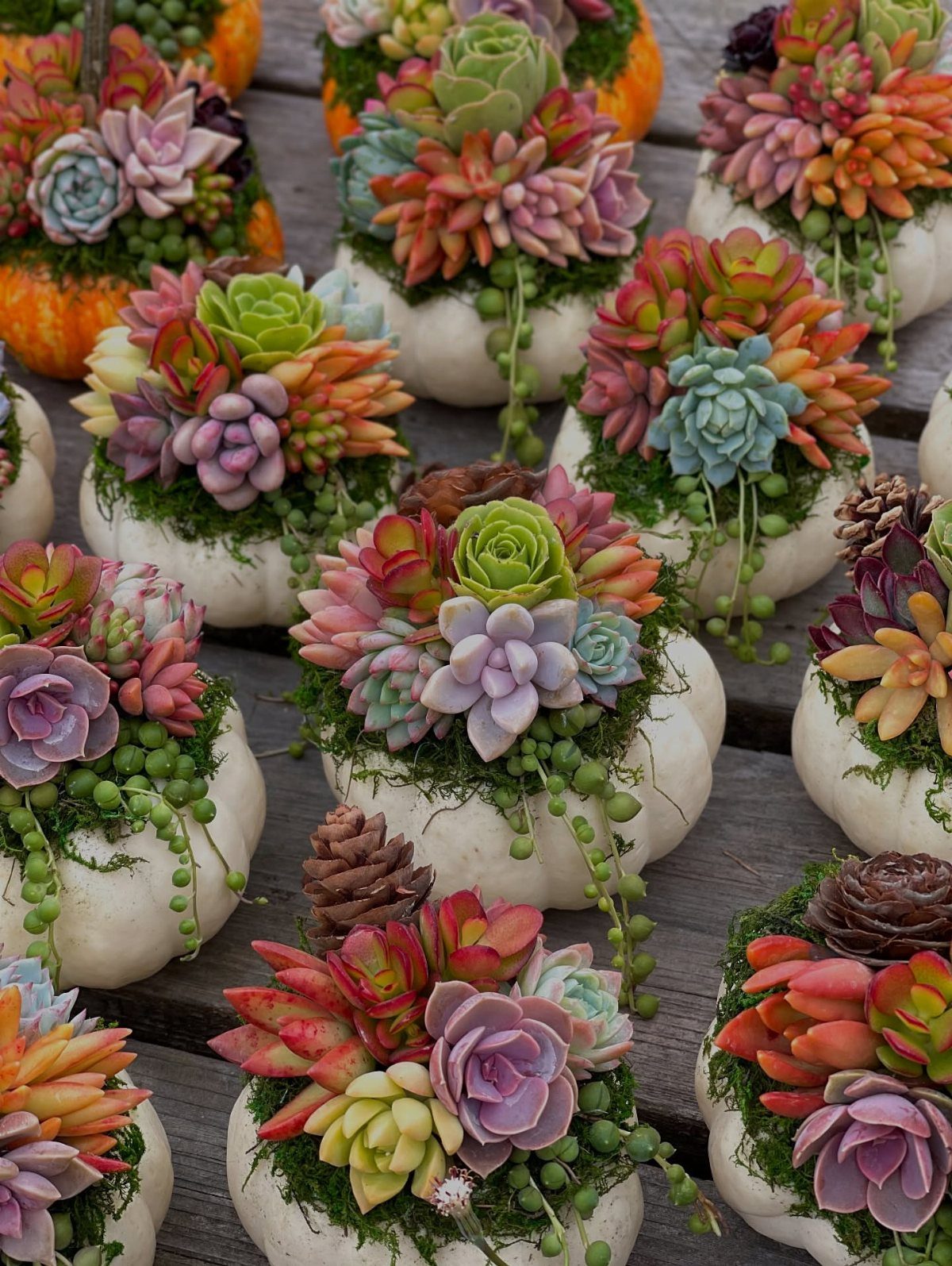 Several white pumpkins filled with colorful succulents arranged on a rustic wooden surface.
